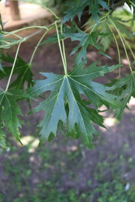 Acer saccharinum 'Wieri' - javor stříbrný - list léto